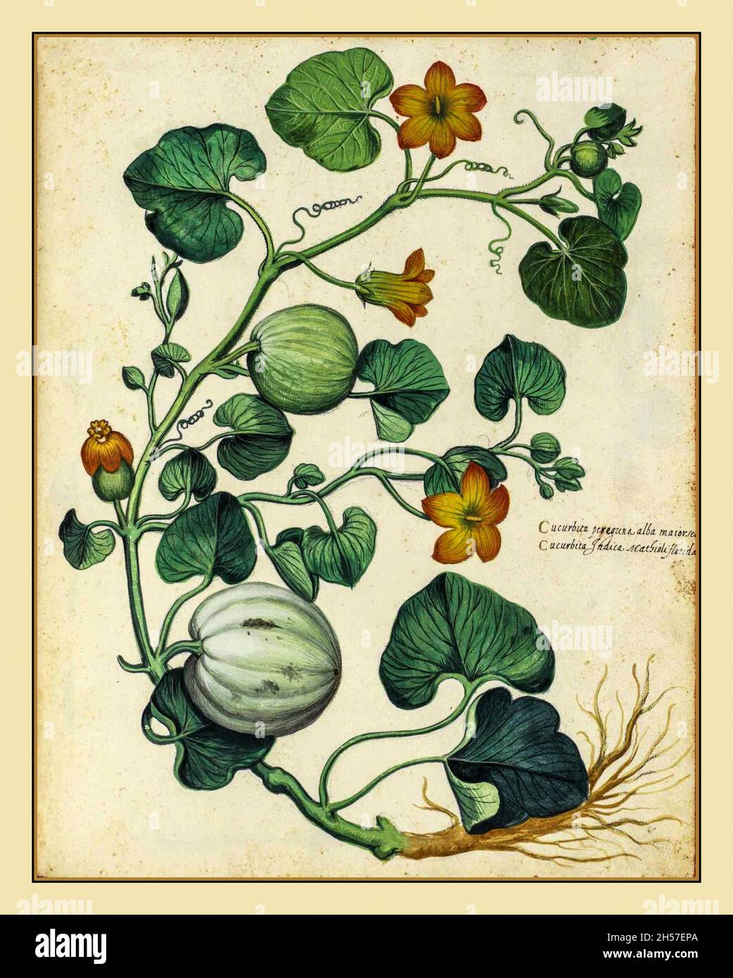 GOURD CUCURBITS Historic archive old horticultural illustration 1452 Cucurbita (Latin for gourd) is a genus of herbaceous vines in the gourd family, Cucurbitaceae (also known as cucurbits or cucurbi) native to the Andes and Mesoamerica. Five species are grown worldwide for their edible fruit, variously known as squash, pumpkin, or gourd, depending on species Stock Photo