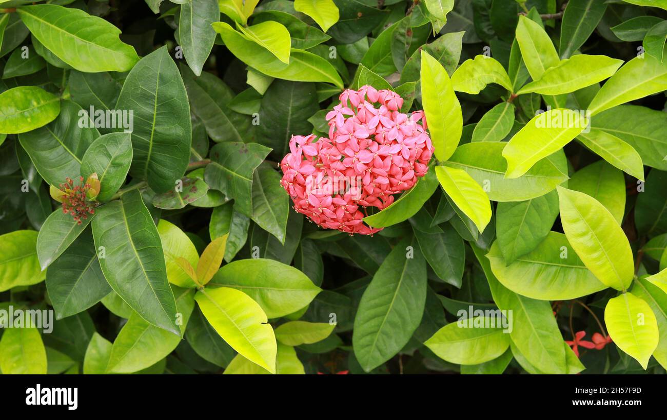 Ixora coccinea Plant and red flower Idly Poo Plant with green leaf backround Stock Photo