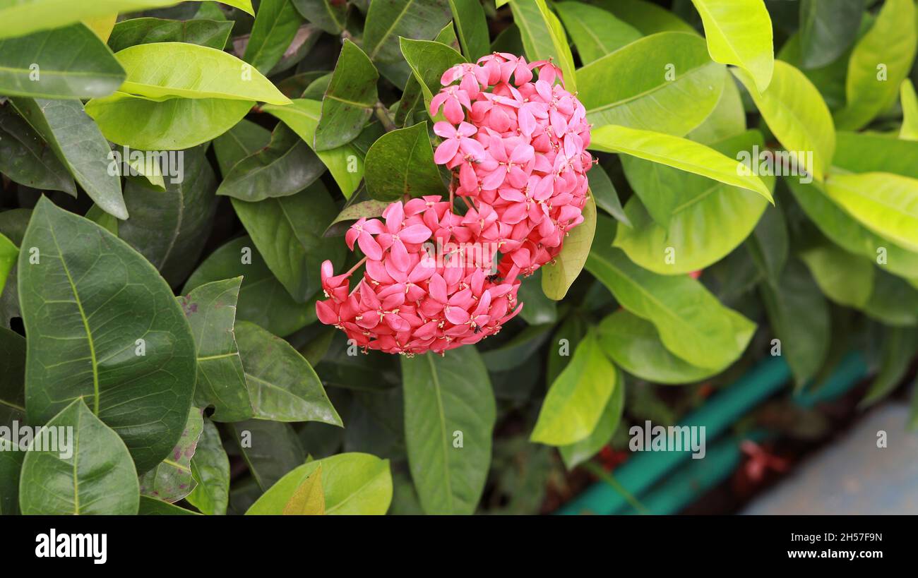 Ixora coccinea Plant and red flower Idly Poo Plant with green leaf backround Stock Photo