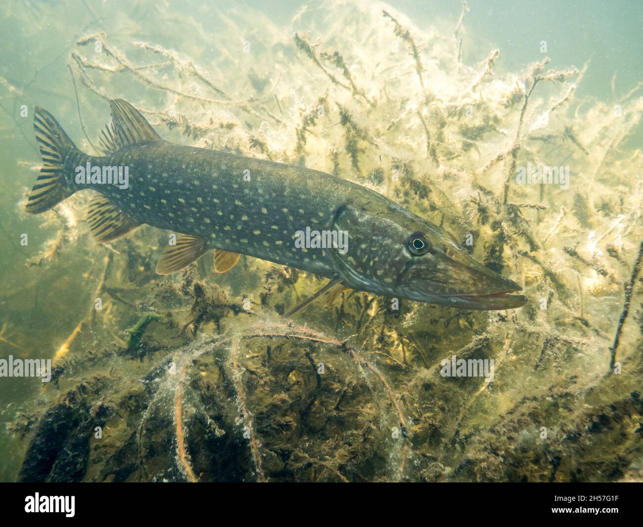 Northern pike underwater with tree branches in the background Stock Photo