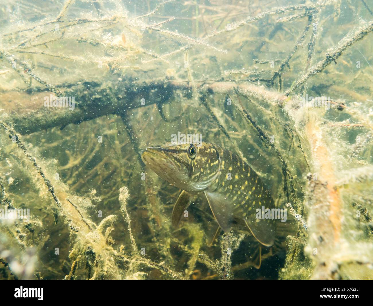 Underwater shot of Northern pike hiding among tree branches Stock Photo