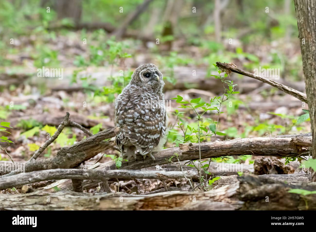 Recently fledged barred owl baby on the ground in the woods Stock Photo