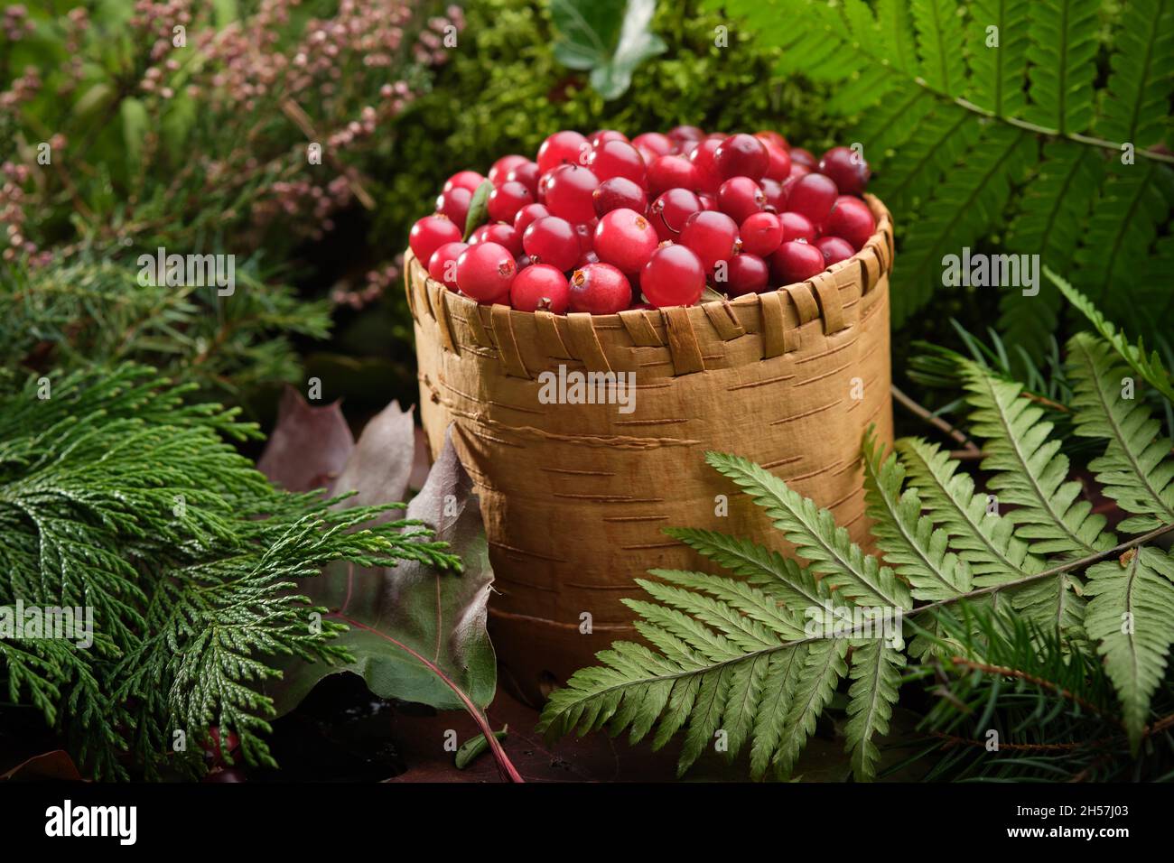 Birch bark full of fresh red cranberries  in forest outdoors. Stock Photo