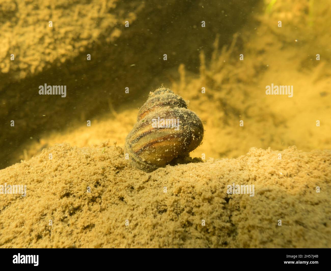 Viviparus freshwatar snail on lake bottom Stock Photo