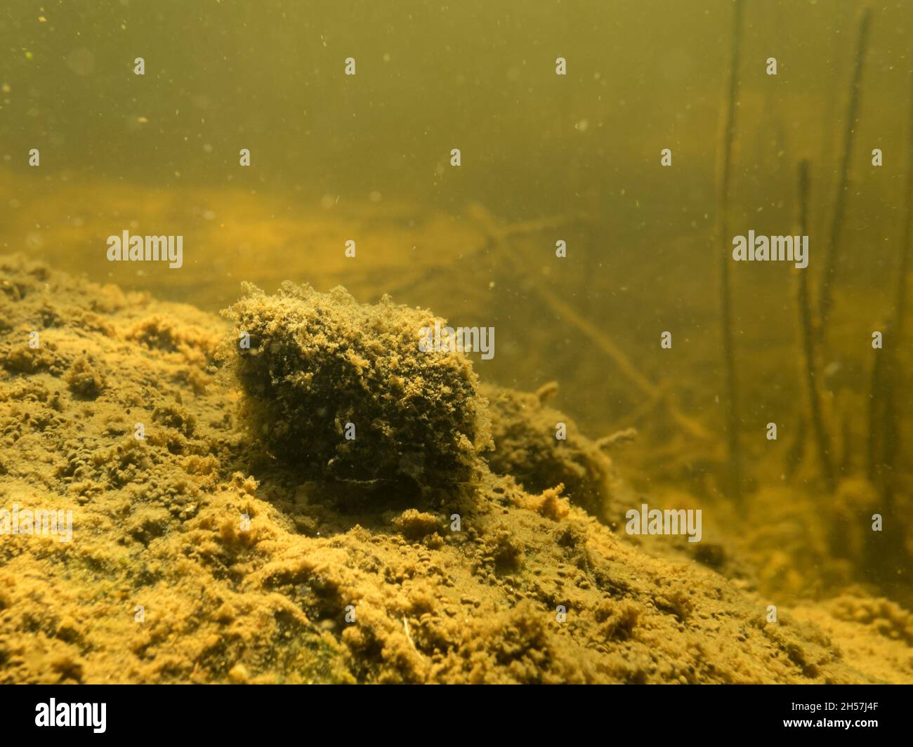 Old Viviparus freshwatar snail covered by algae on lake bottom Stock Photo