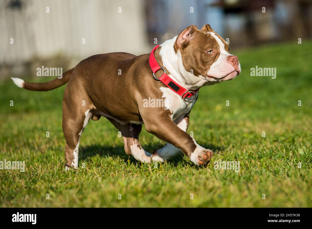 chocolate pit puppy