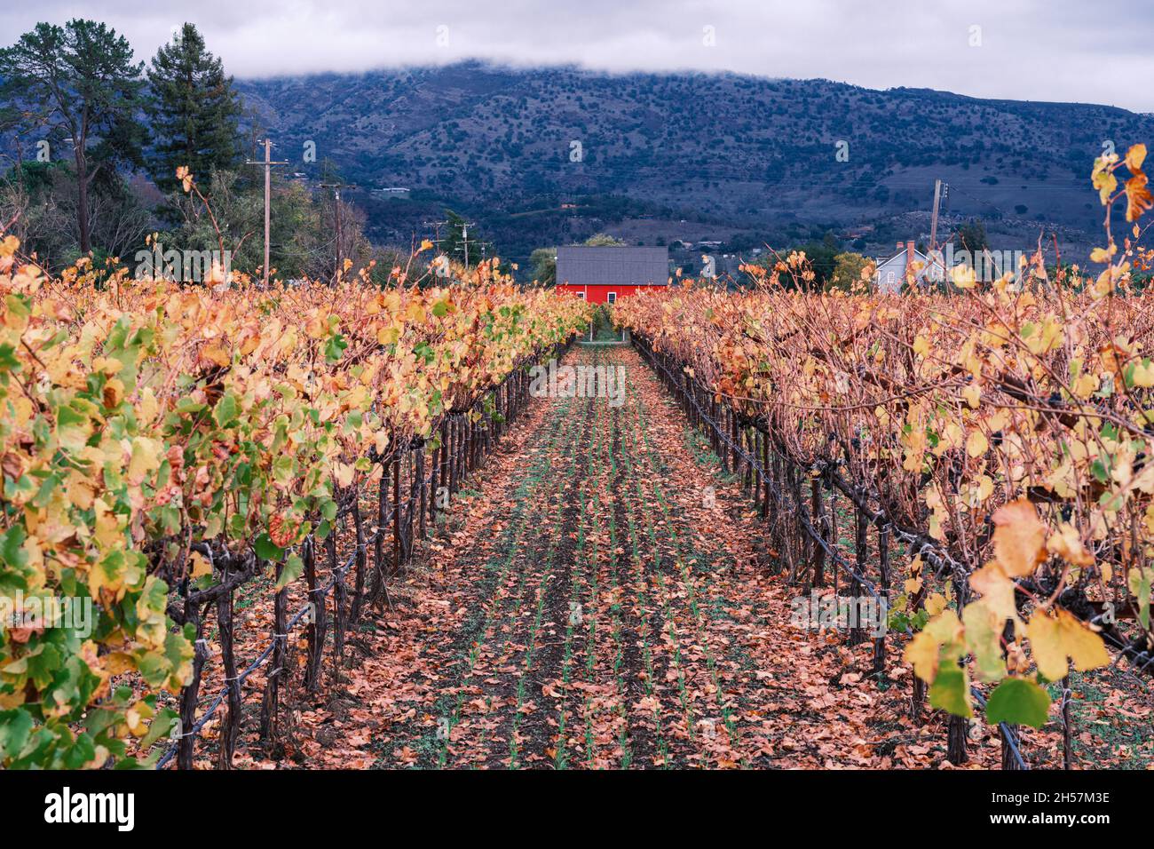 Little Red House on a Vineyard, Deciduously a Napa Valley Autumn. Stock Photo