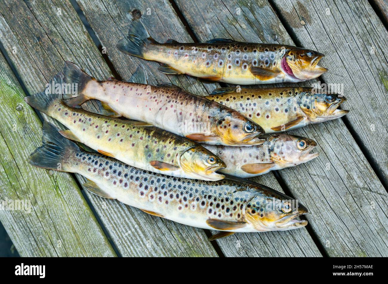 Trout fishing in Bergen Norway Stock Photo - Alamy