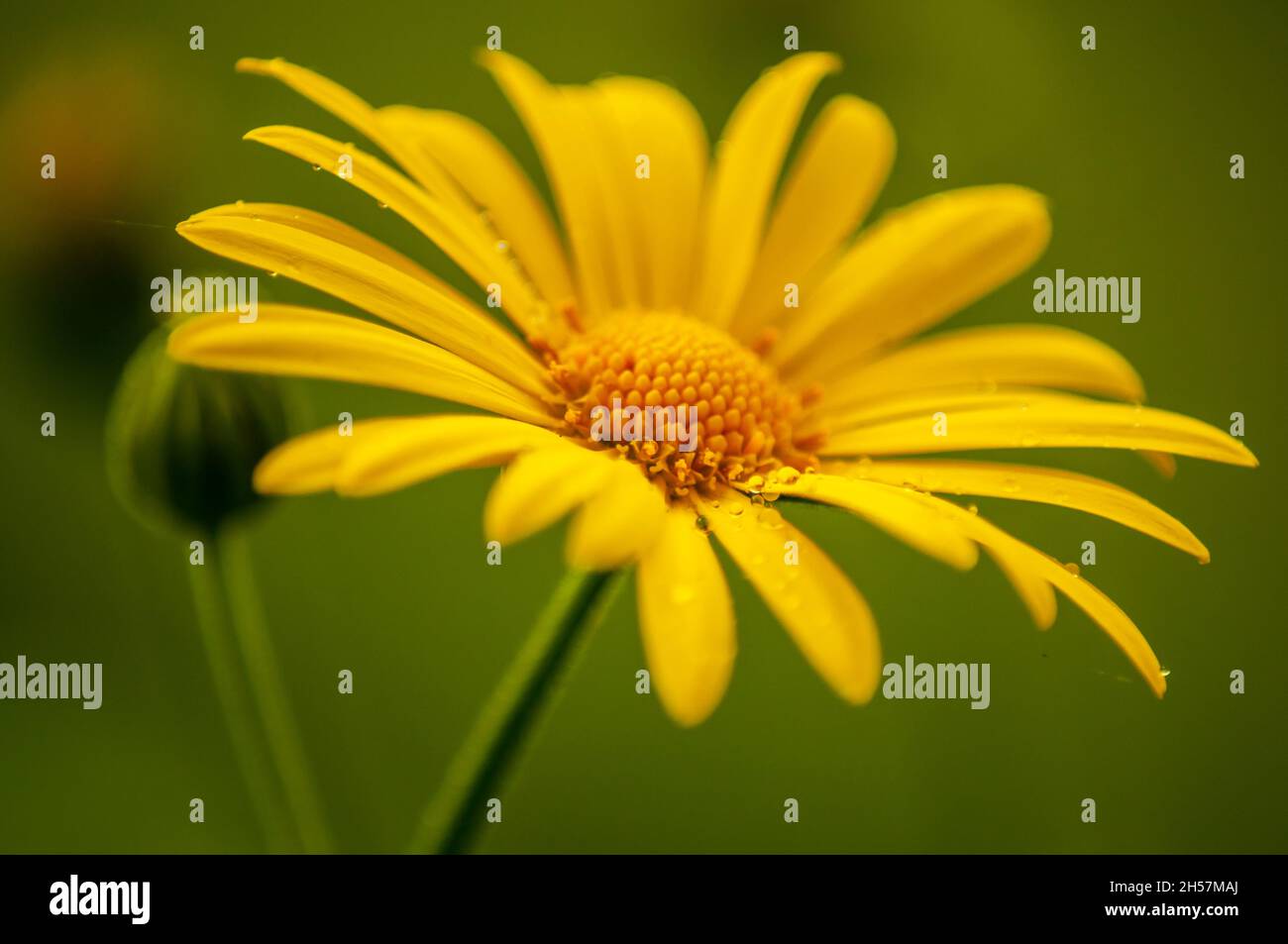 Close up photo of yellow flower Stock Photo