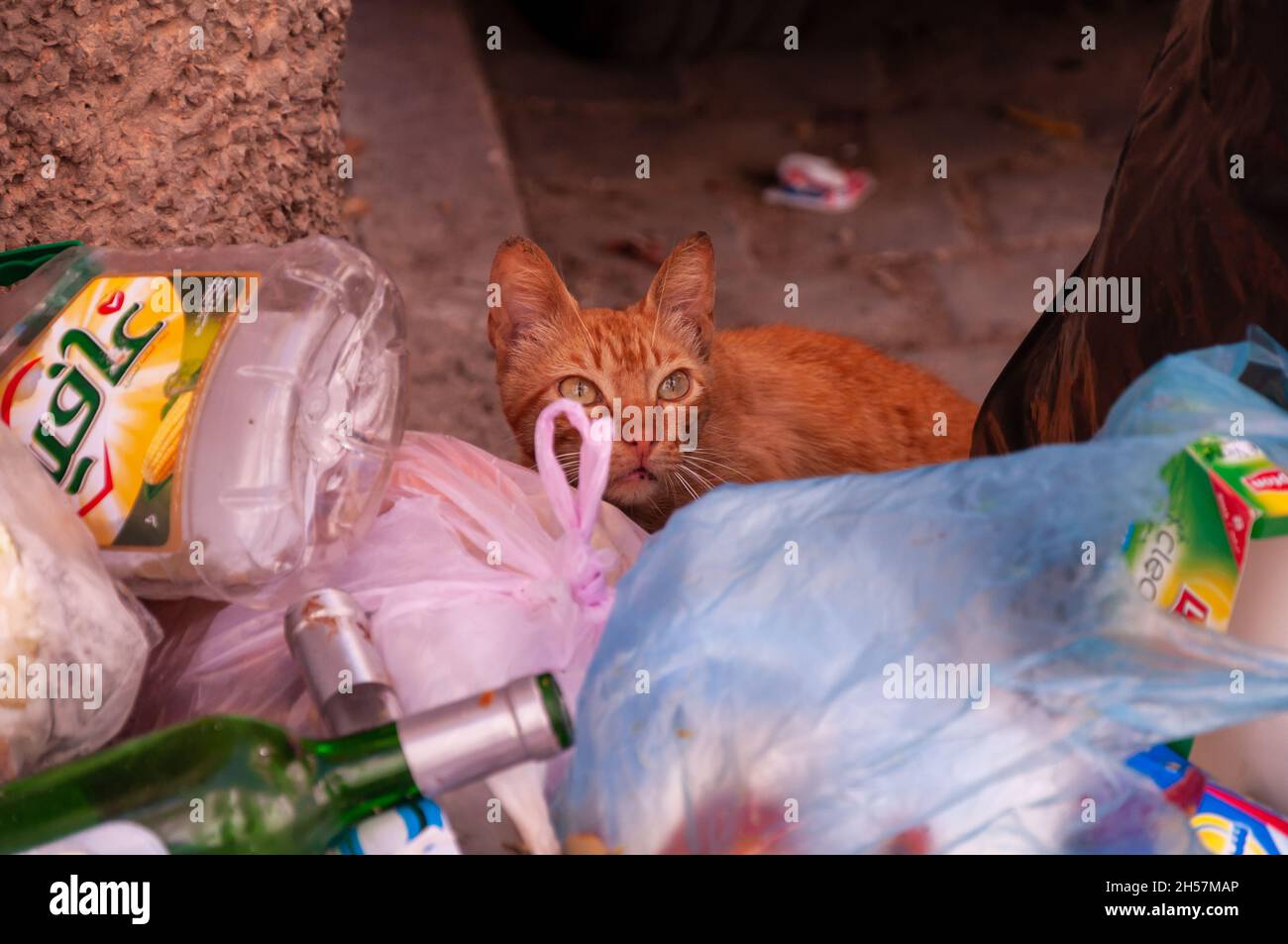 Alley cat searching for food in garbage Stock Photo
