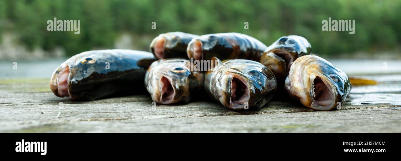 Trout fishing in Bergen Norway. Stock Photo