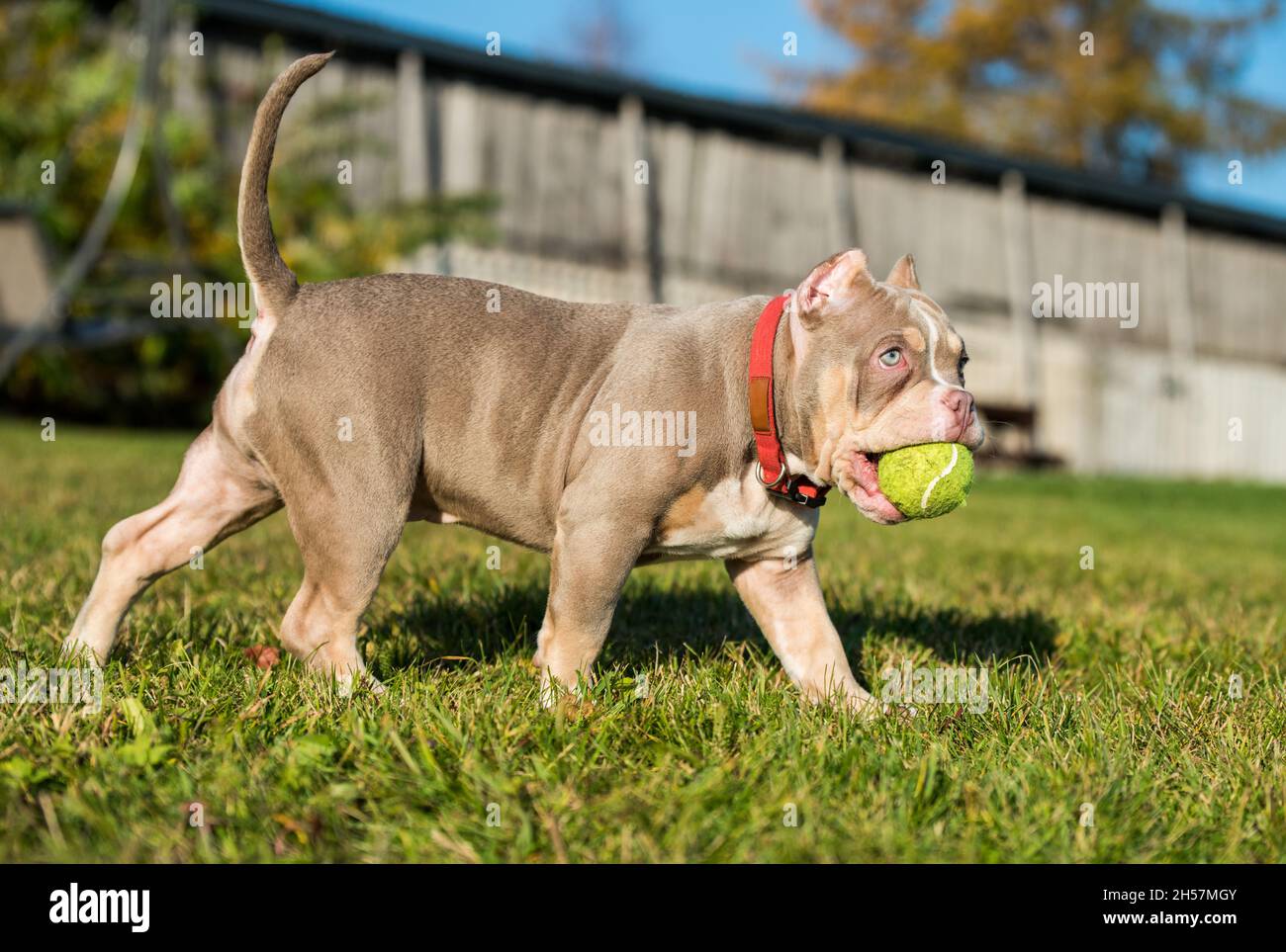 A pocket male American Bully puppy dog is playing with tennis ball on grass Stock Photo