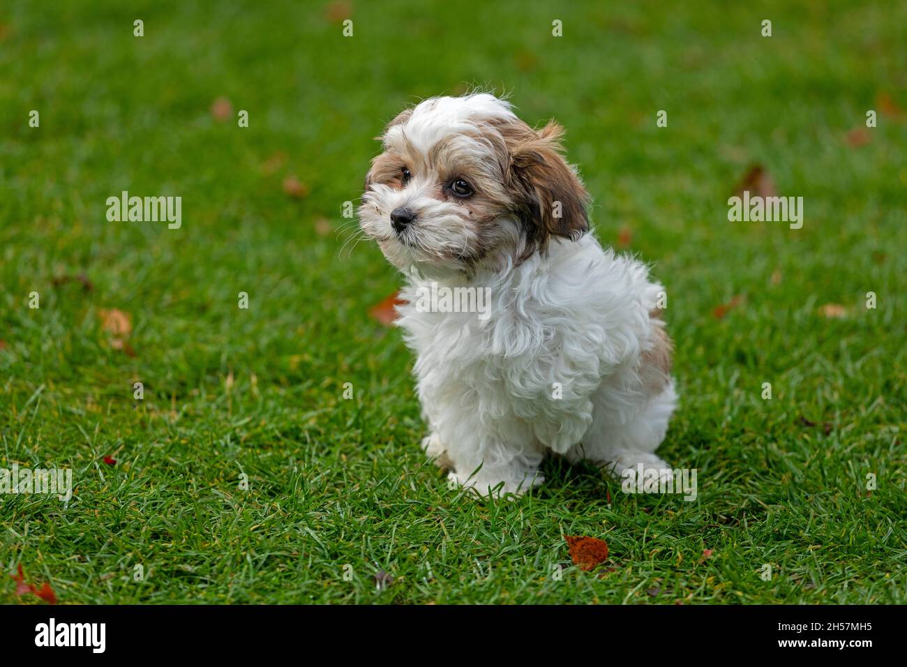 Bolonka Zwetna toy dog pup sitting on lawn, bichon, Germany Stock Photo