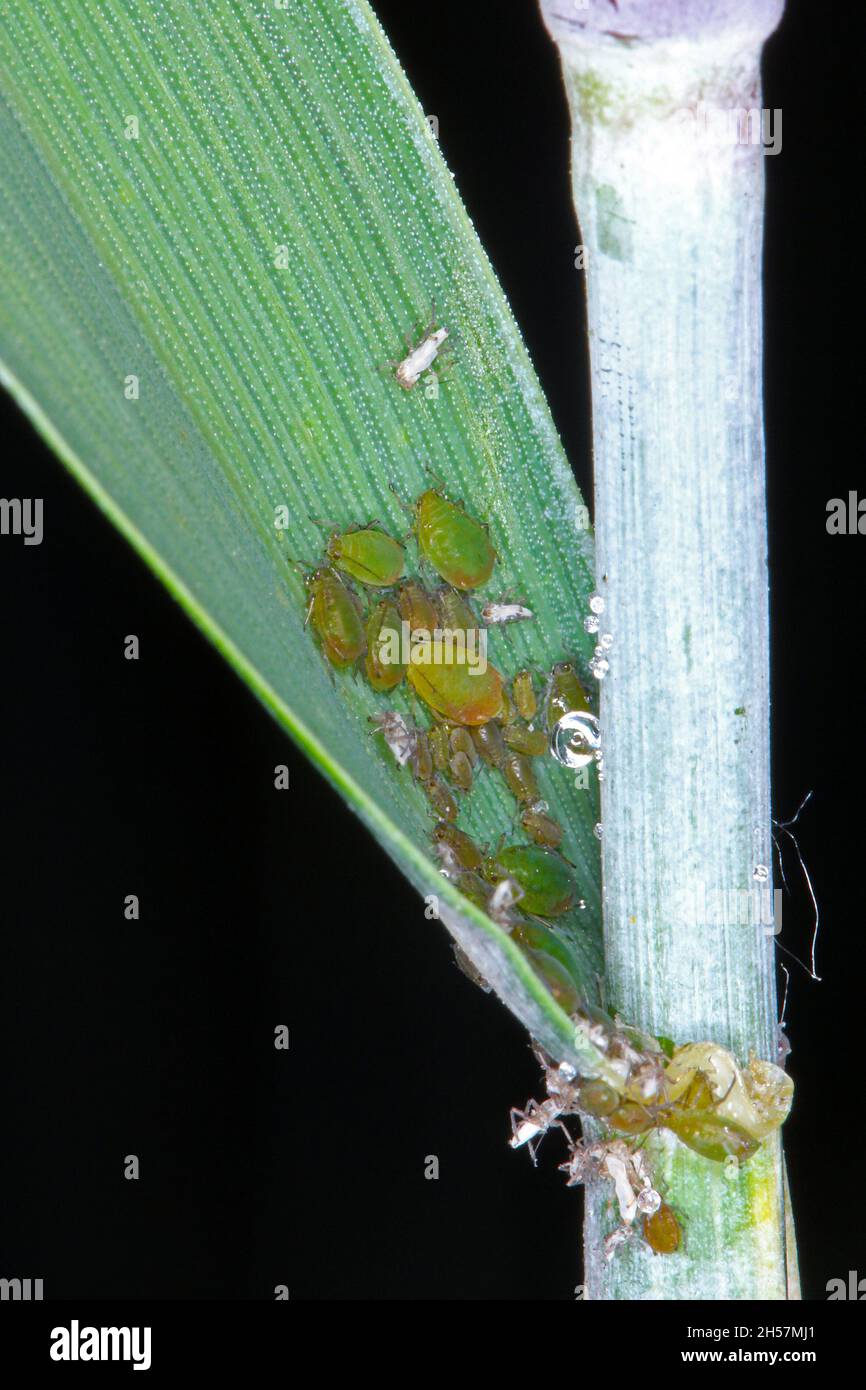 The Bird cherry-oat aphid (Rhopalosiphum padi) is an aphid in the ...