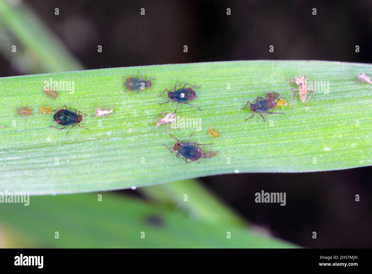 The Bird cherry-oat aphid (Rhopalosiphum padi) is an aphid in the ...