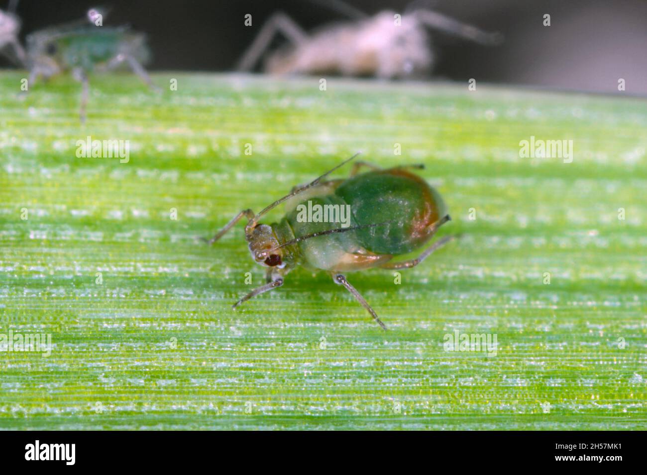 Oat aphids hi-res stock photography and images - Alamy