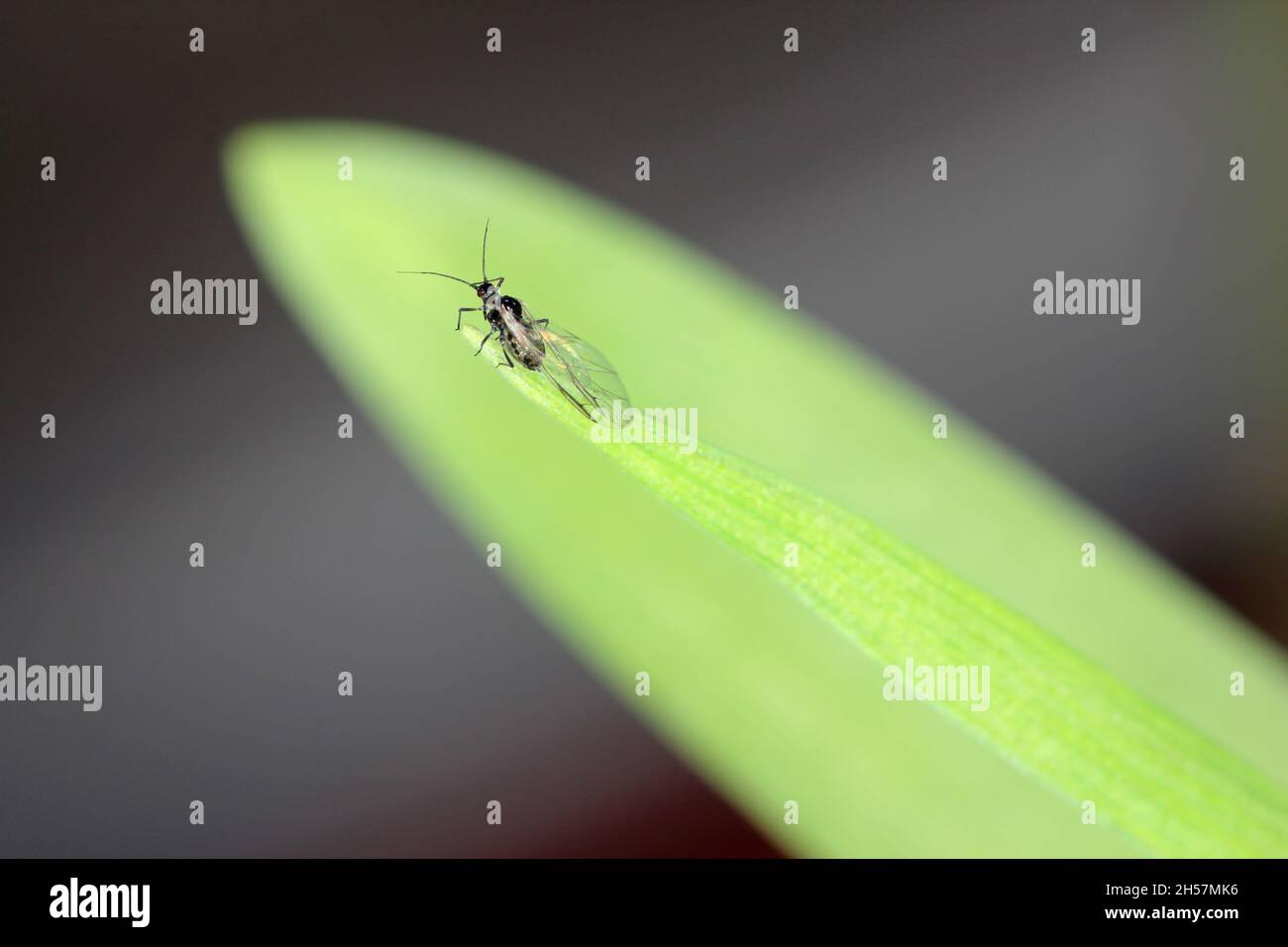 The Bird cherry-oat aphid (Rhopalosiphum padi) is an aphid in the ...