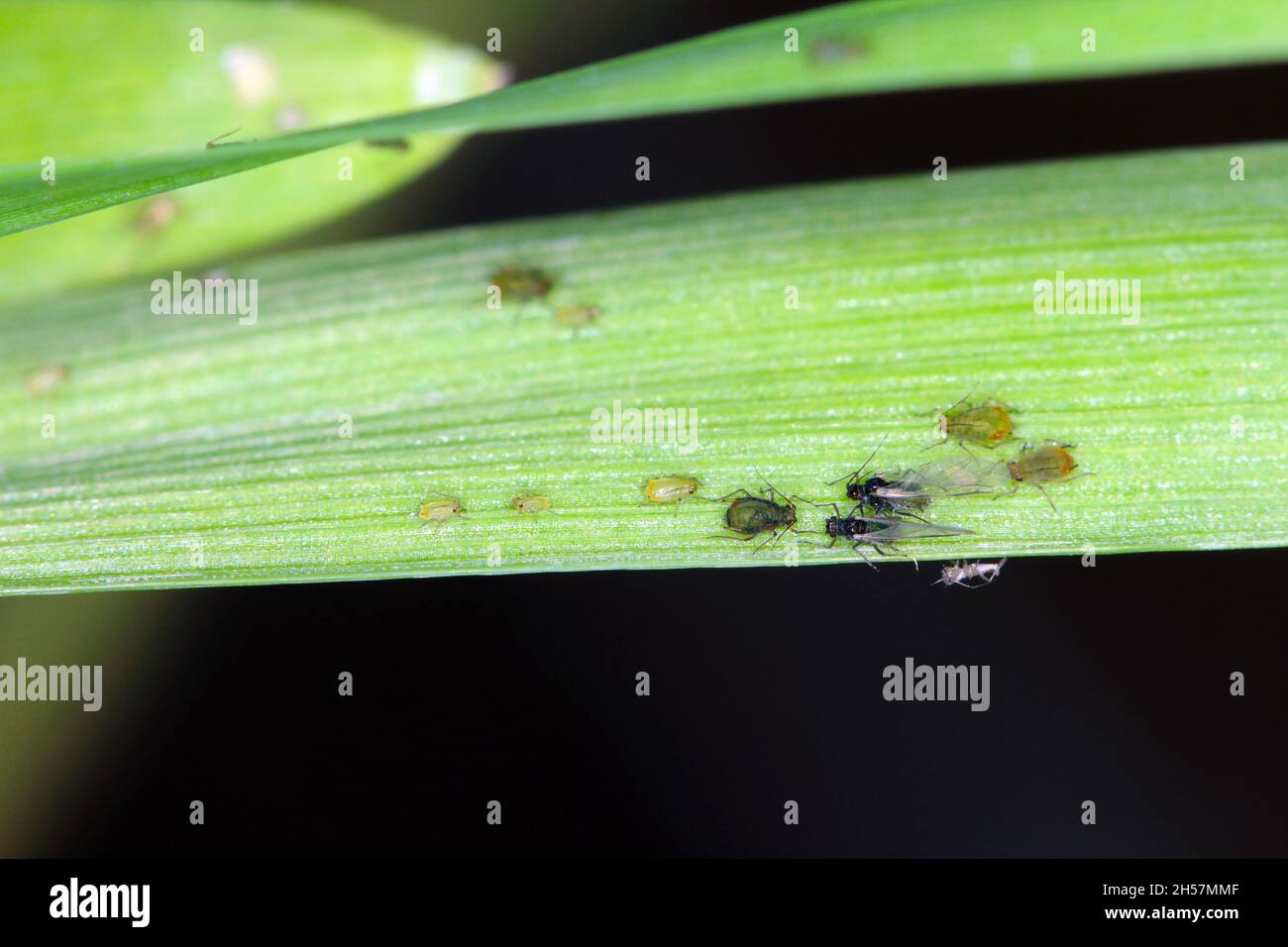 The Bird cherry-oat aphid (Rhopalosiphum padi) is an aphid in the ...
