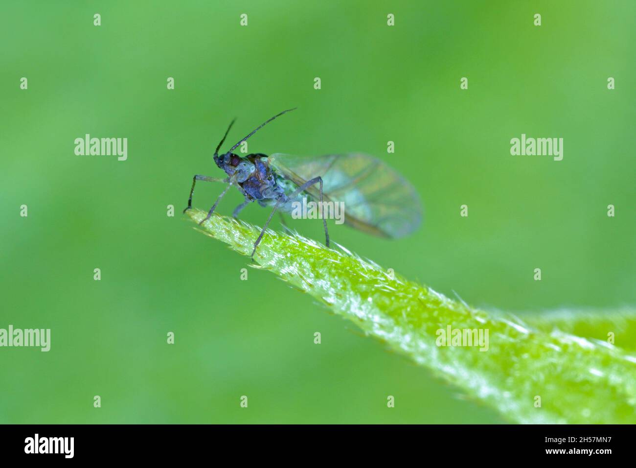 The Bird cherry-oat aphid (Rhopalosiphum padi) is an aphid in the ...