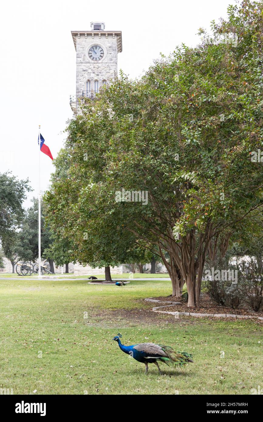 Quadrangle at Fort Sam Houston in San Antonio, Texas Stock Photo Alamy