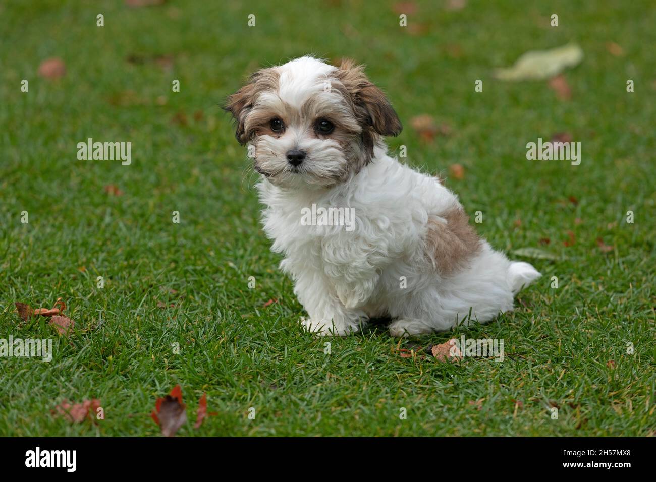Bolonka Zwetna toy dog pup sitting on lawn, bichon, Germany Stock Photo