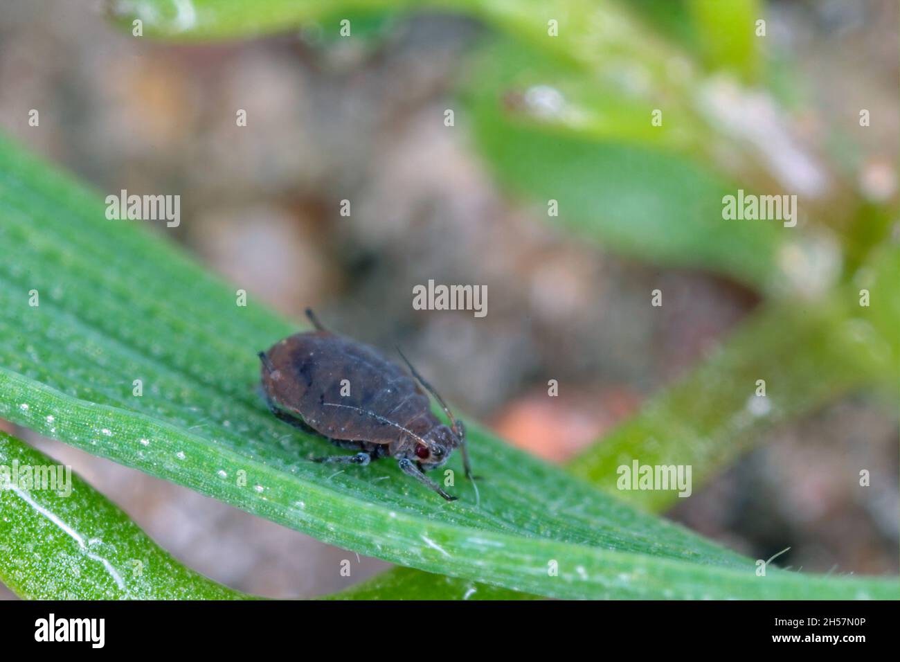 The Bird cherry-oat aphid (Rhopalosiphum padi) is an aphid in the ...