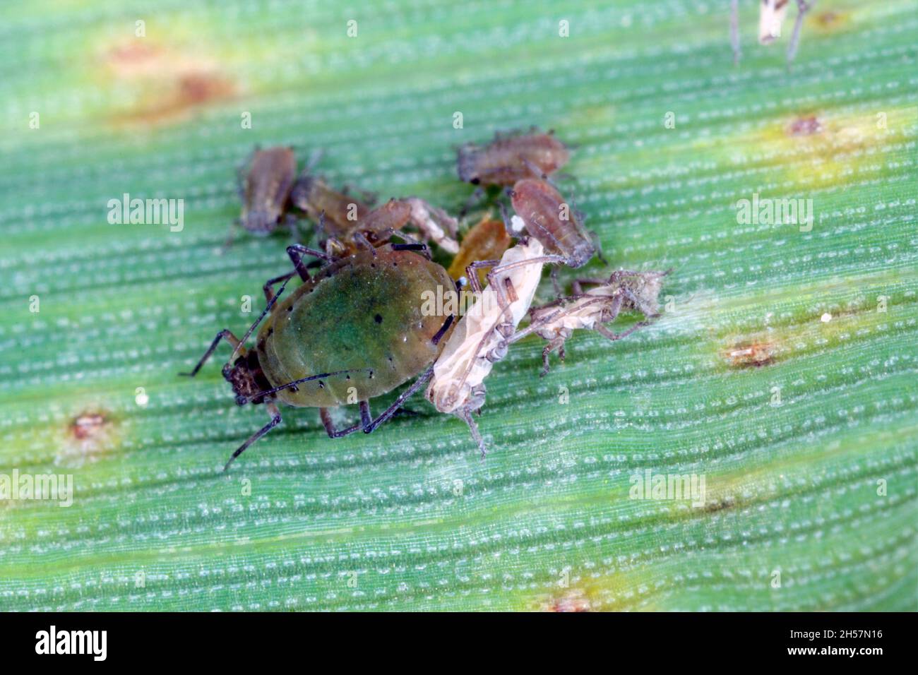 The Bird cherry-oat aphid (Rhopalosiphum padi) is an aphid in the ...