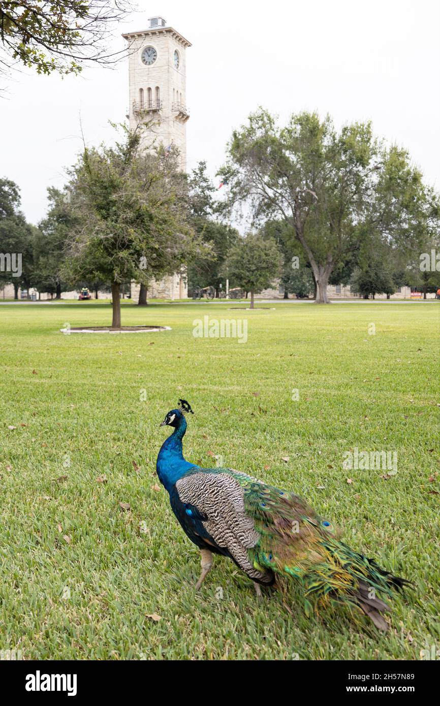 Quadrangle at Fort Sam Houston in San Antonio, Texas Stock Photo Alamy
