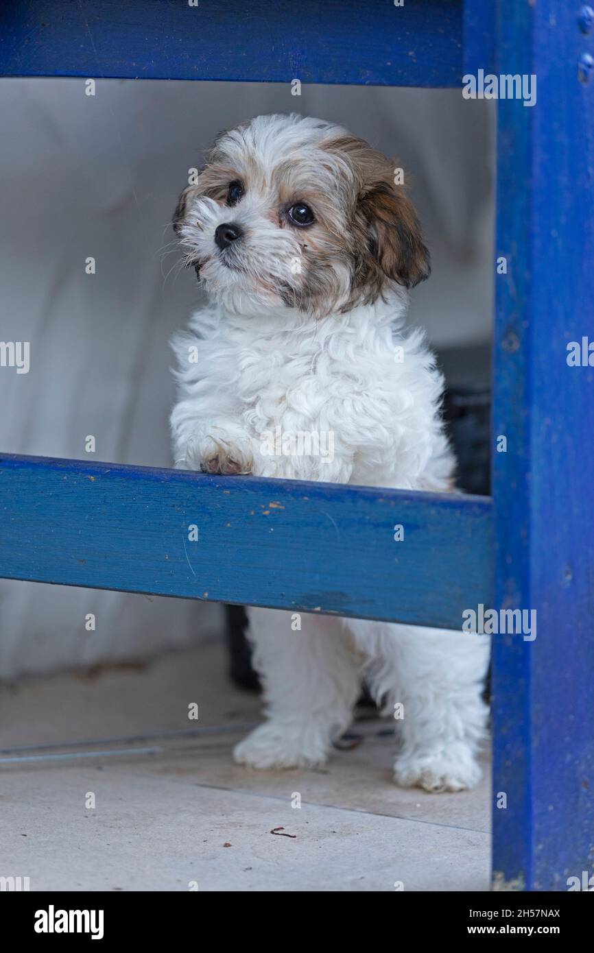Bolonka Zwetna toy dog pup sitting up and begging underneath a bench, bichon, Germany Stock Photo