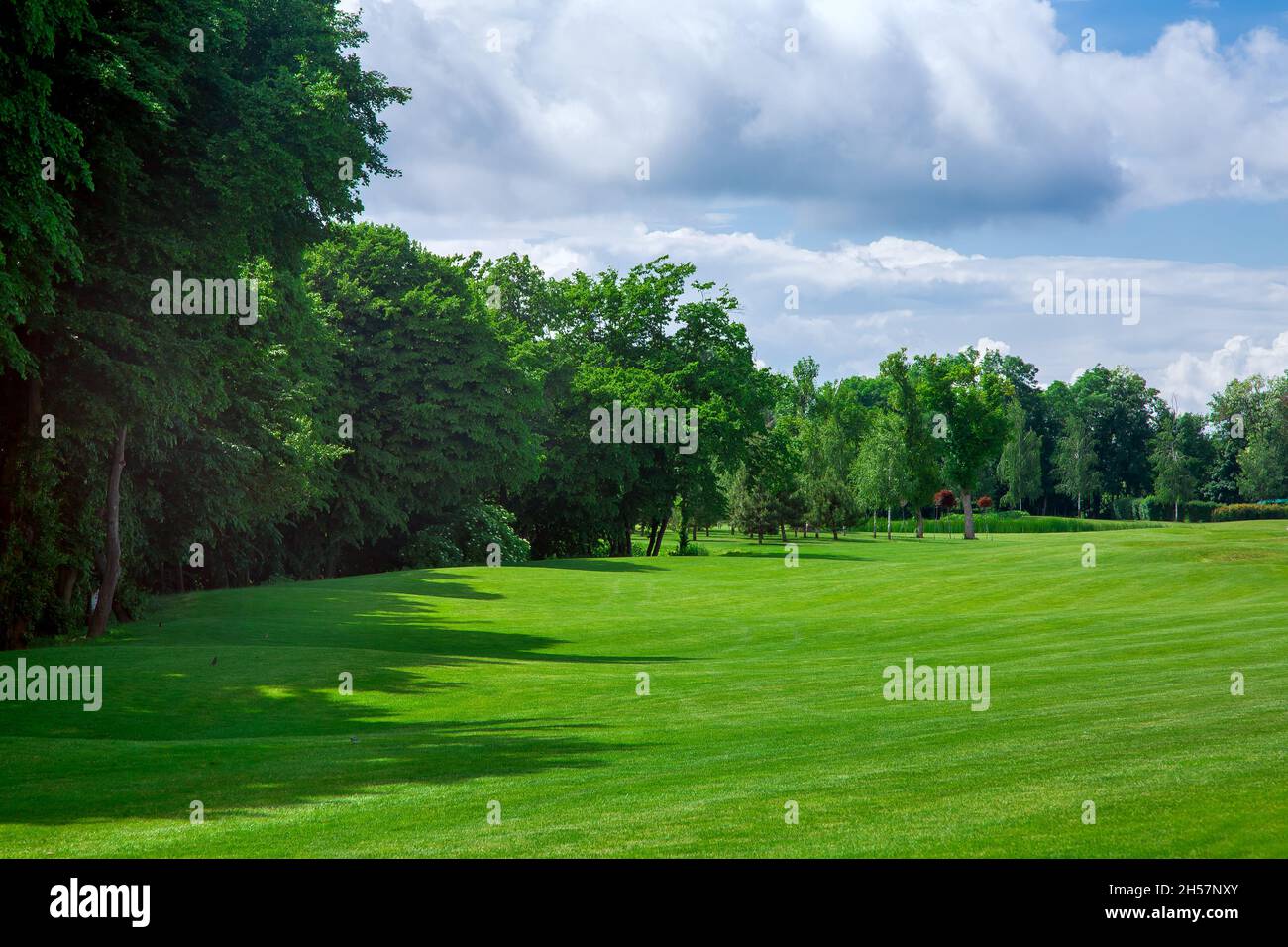 landscape design with hilly meadow covered with green grass at the edge of a forest with tall deciduous trees on a sunny summer day with clouds in the Stock Photo