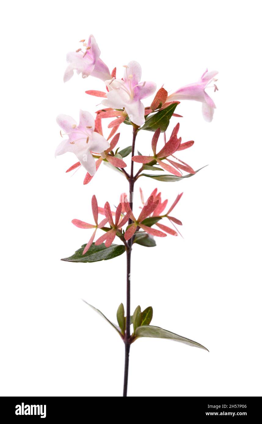 Abelia plant with flowers isolated on white background Stock Photo