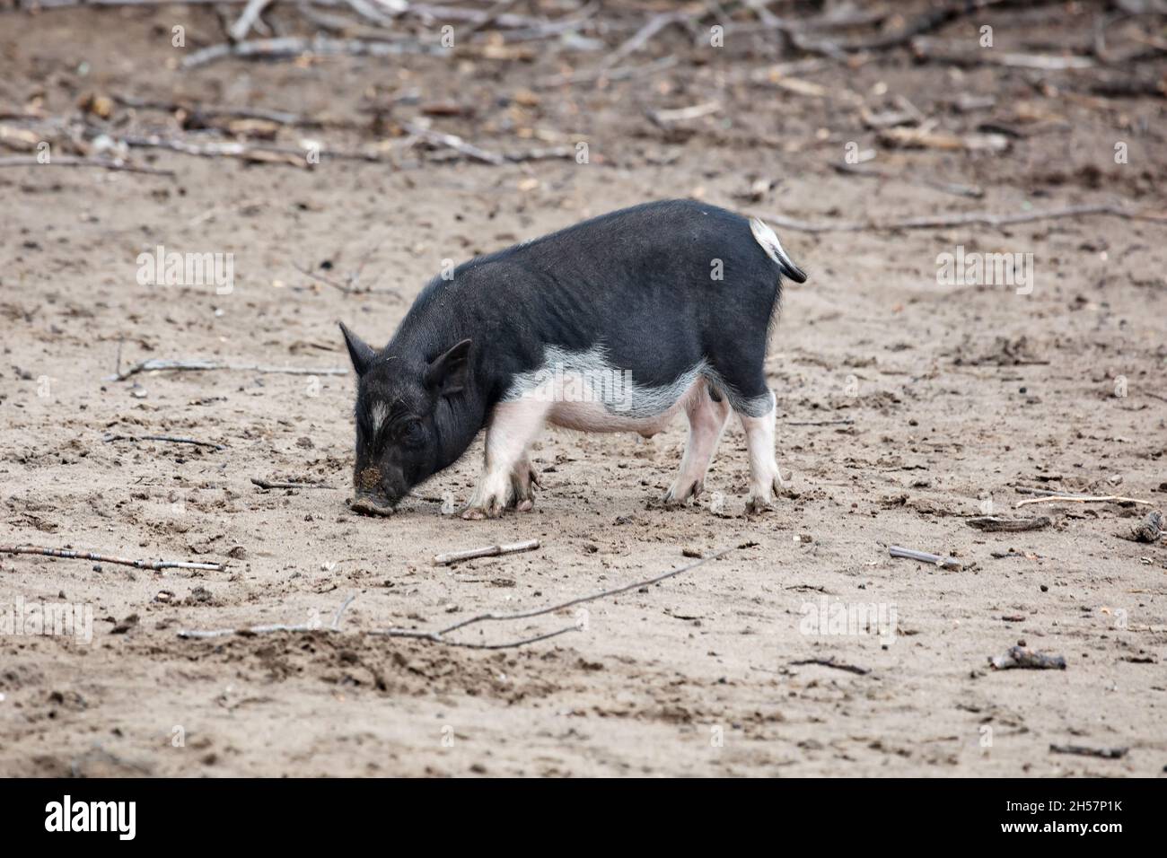 Vietnamese Potbellied pig. Farm animal. Mammal and hog. Agriculture