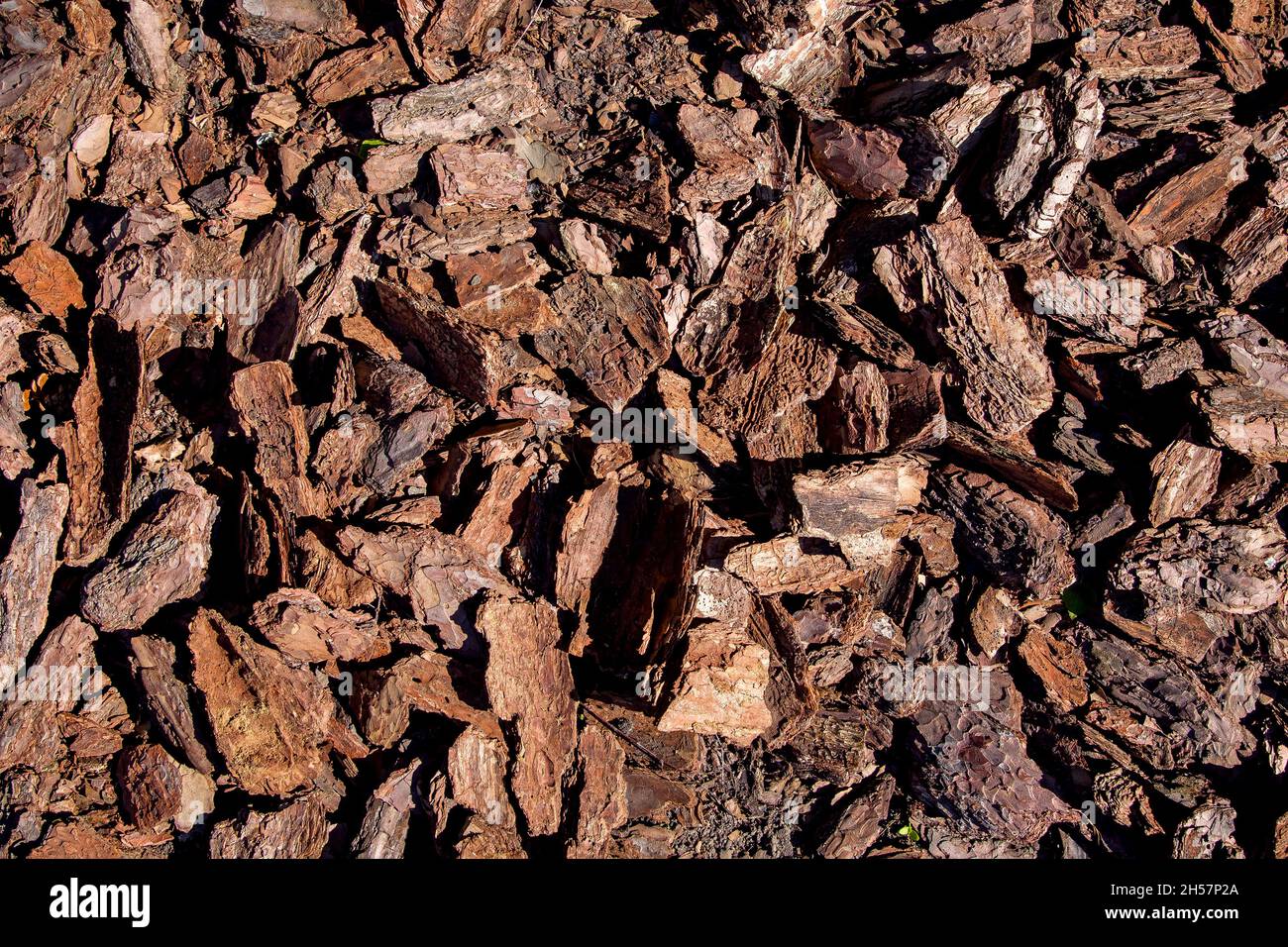 tree bark mulching heap of pieces of wood compost for gardening and landscape care, eco raw surface texture top view, nobody. Stock Photo