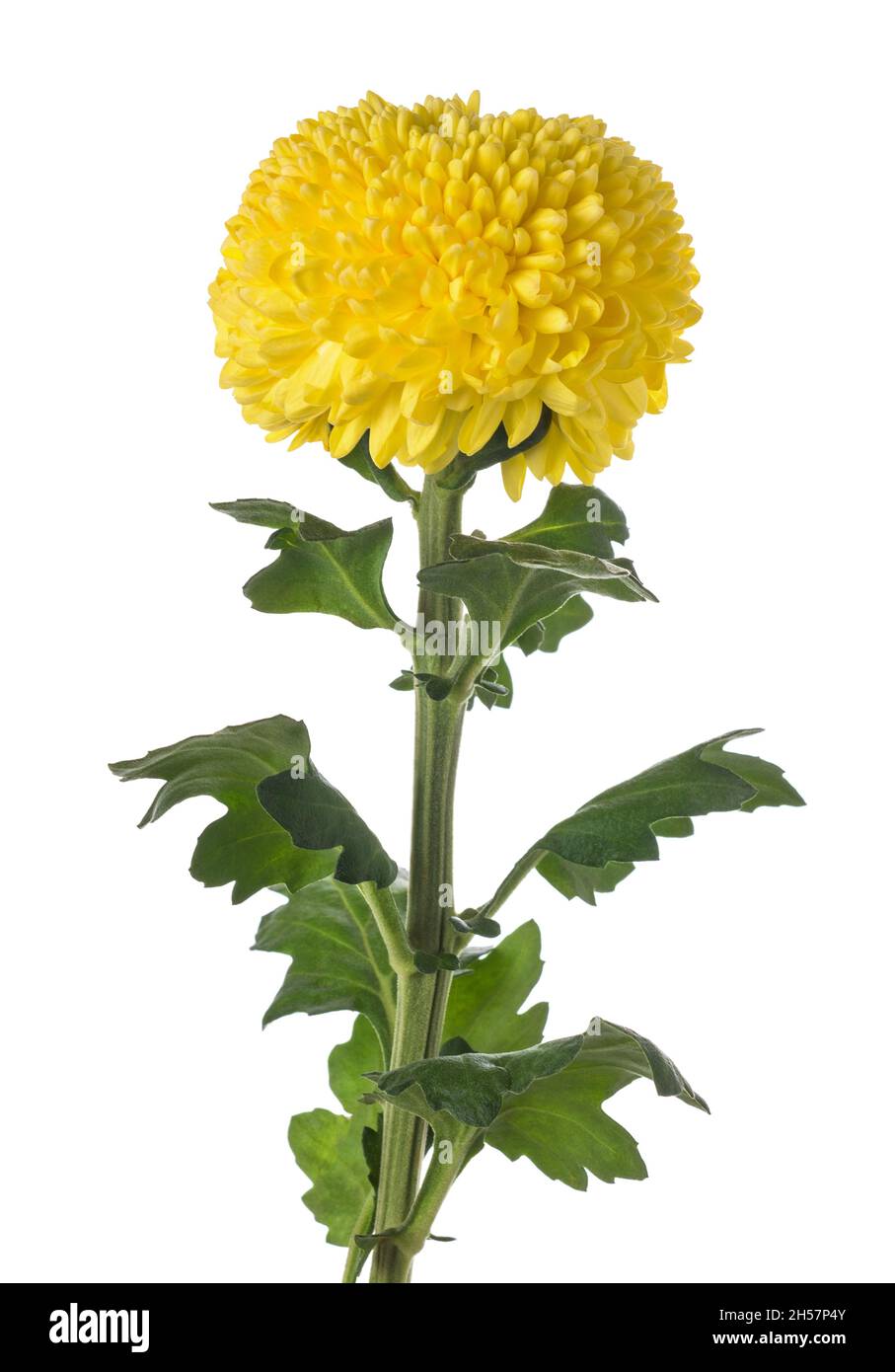 Yellow chrysanthemum flower isolated on white background Stock Photo