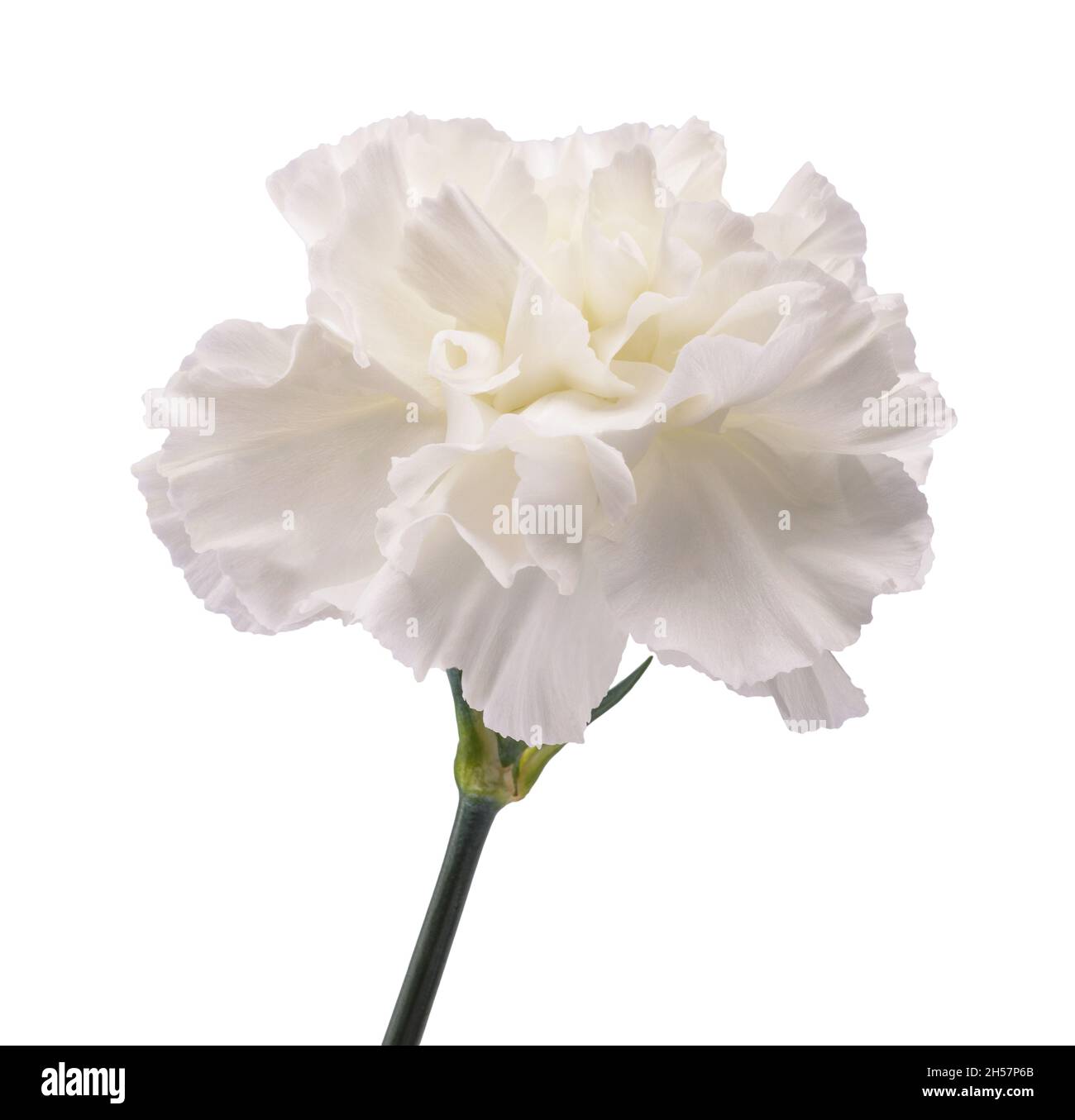 White dianthus isolated on white background Stock Photo
