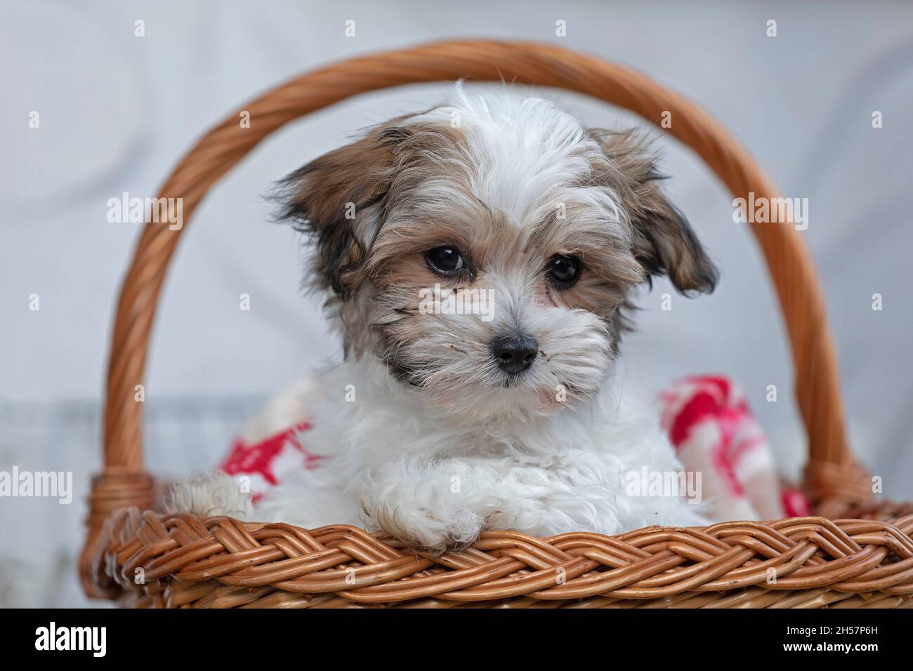 Bolonka Zwetna toy dog pup in its basket, bichon, Germany Stock Photo