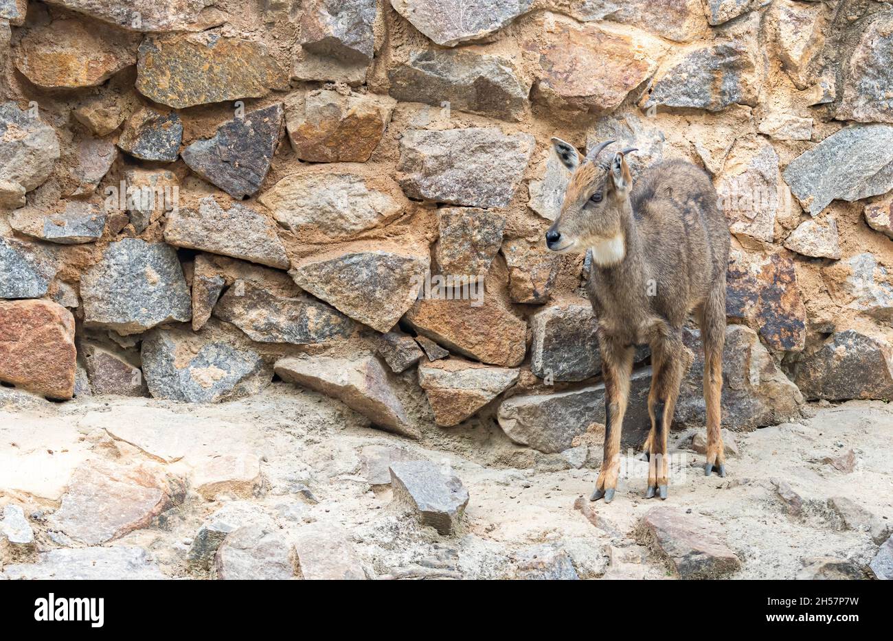 Goral himalayan goat standing on a wall Stock Photo