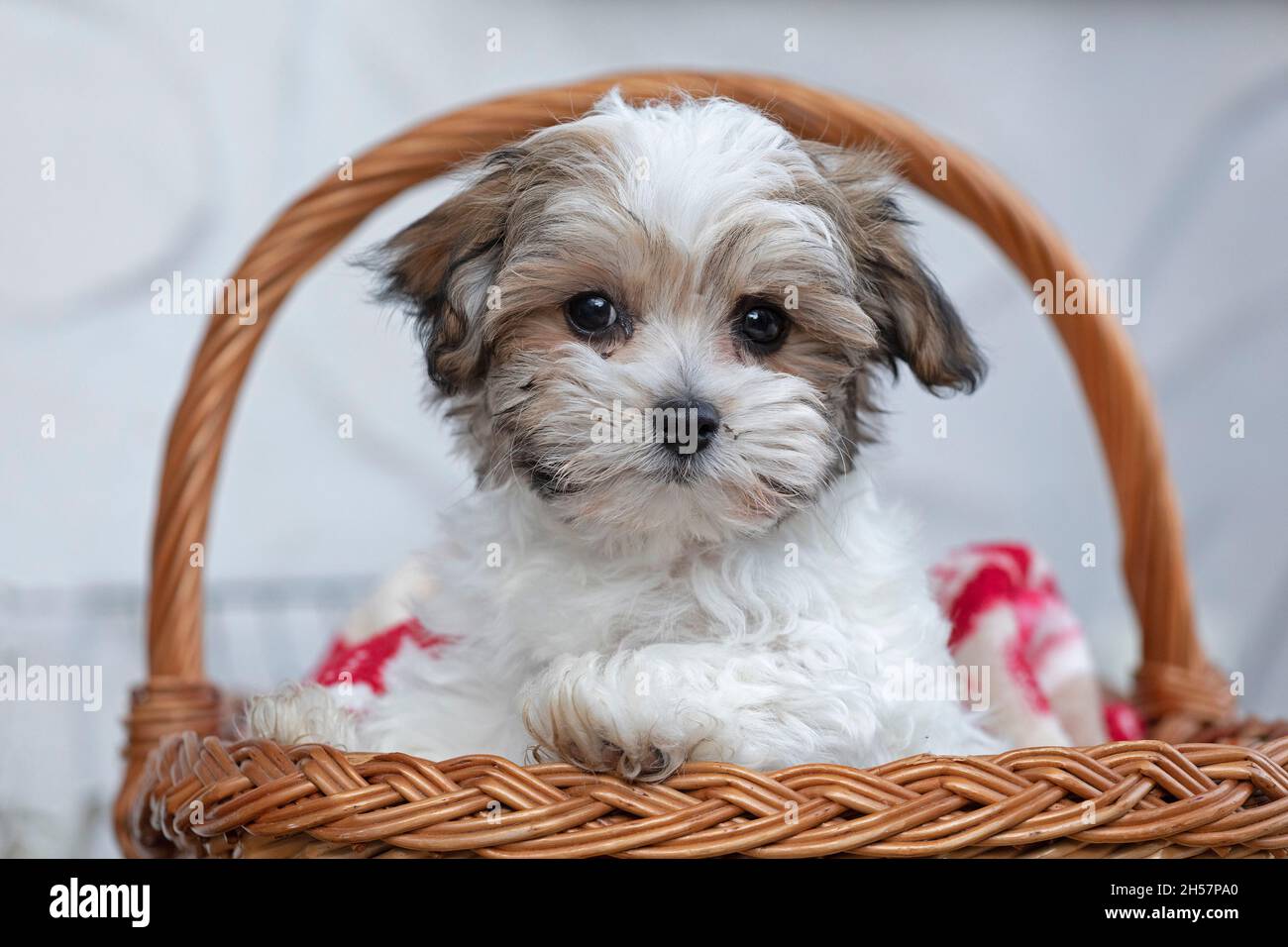Bolonka Zwetna toy dog pup in its basket, bichon, Germany Stock Photo