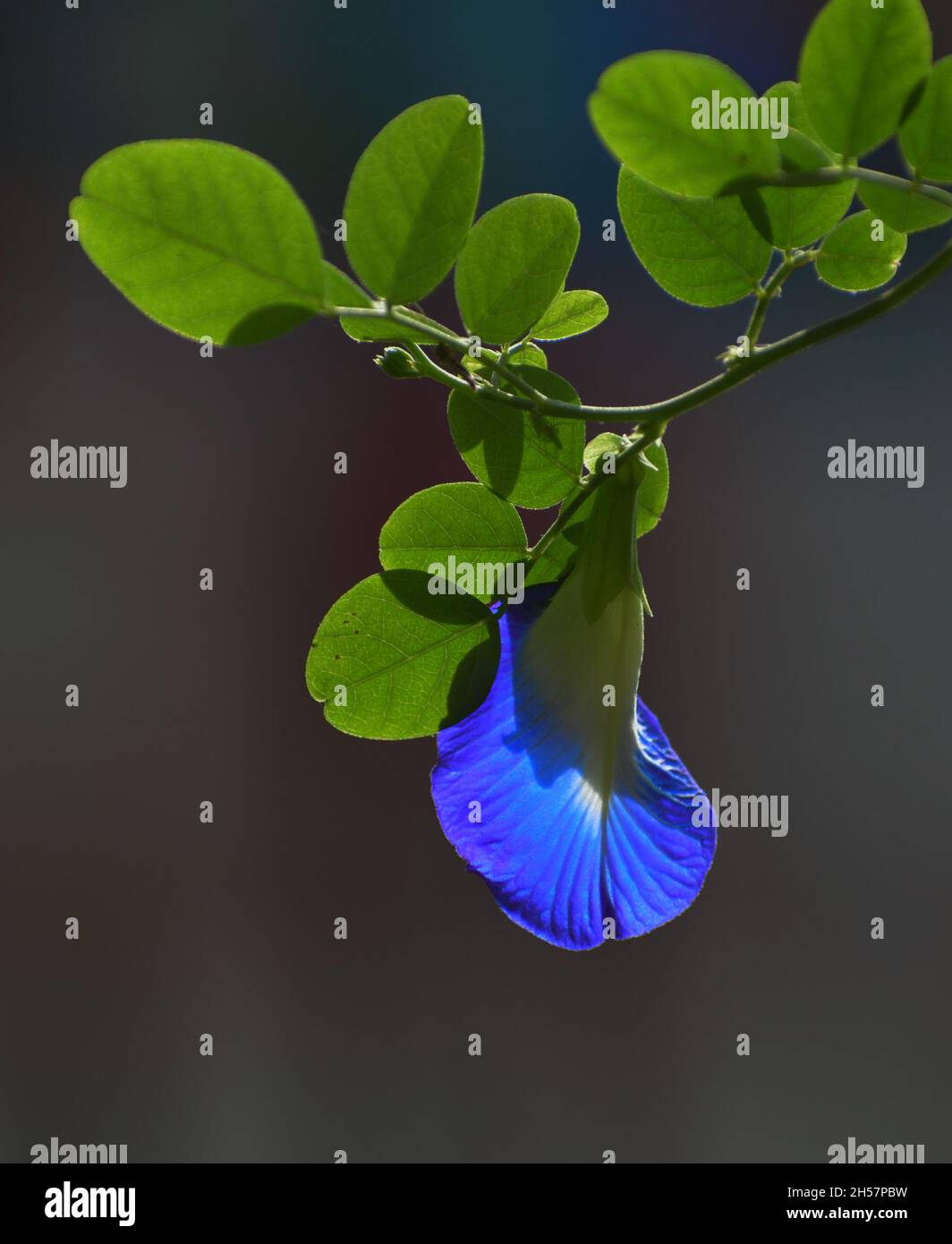 Butterfly pea flowers photographs Stock Photo Alamy