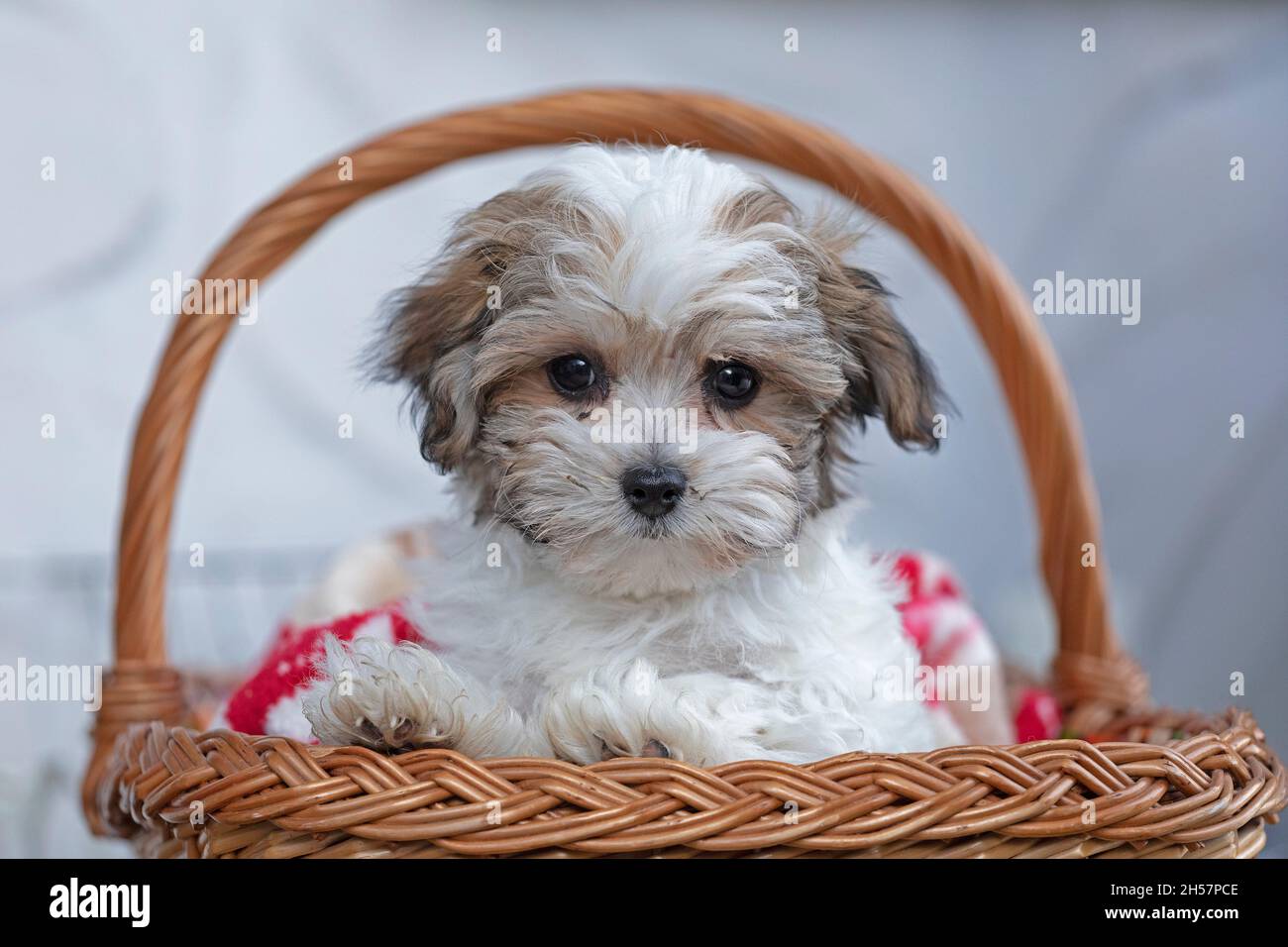 Bolonka Zwetna toy dog pup in its basket, bichon, Germany Stock Photo