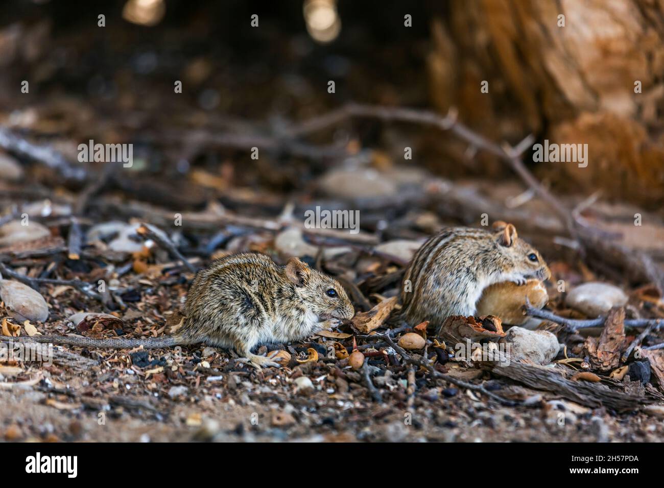 Two Rhabdomys eating on the ground in Kgalagadi transfrontier park, South Africa ; specie Rhabdomys pumilio family of Muridae Stock Photo
