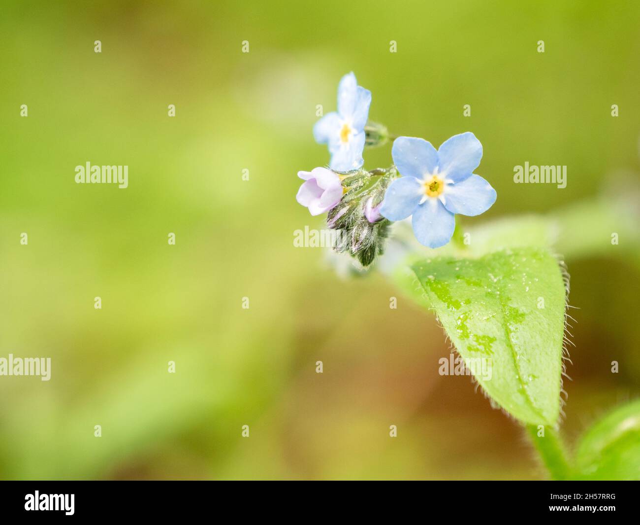 Light blue scorpion grass flower in boreal forest Stock Photo