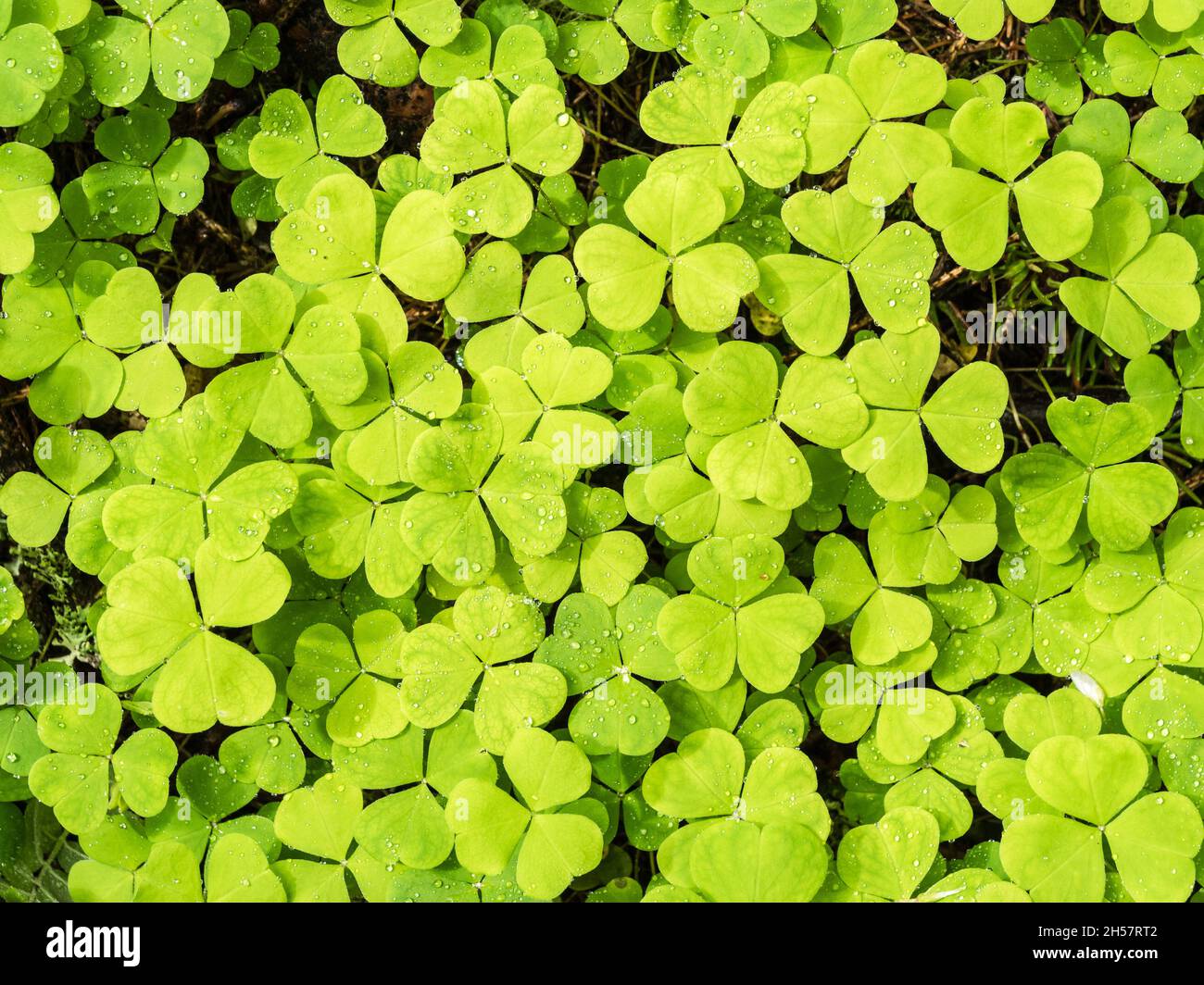 Herb-rich forest ground covered by wood sorrel Stock Photo