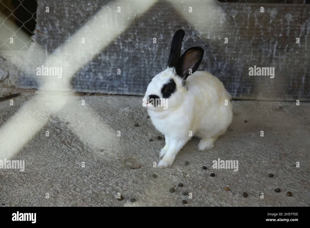 Little white rabbit is sitting . Rabbit with wire mesh . White Rabbit ...