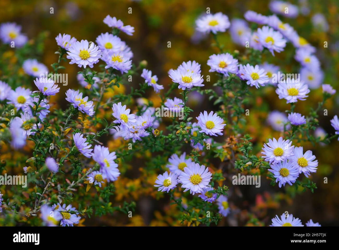 The blossoming New york aster bush in the fall. Aster American (Aster novi-belgii). Symphyotrichum novi-belgii. Stock Photo