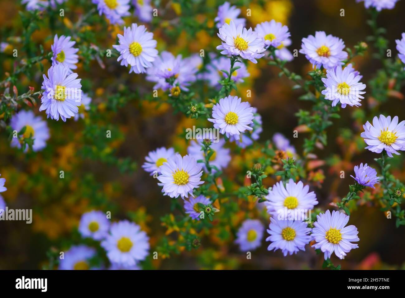 The blossoming New york aster bush in the fall. Aster American (Aster novi-belgii). Symphyotrichum novi-belgii. Stock Photo