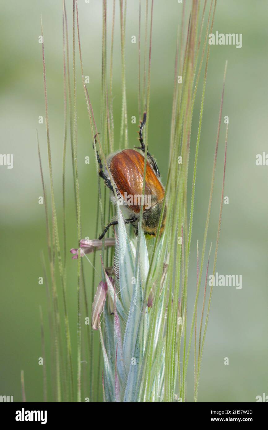 Common cereal leaf chafer - Chaetopteroplia (or Anisoplia) segetum. It is common pests of cereals. Beetles on ear of rye. Stock Photo