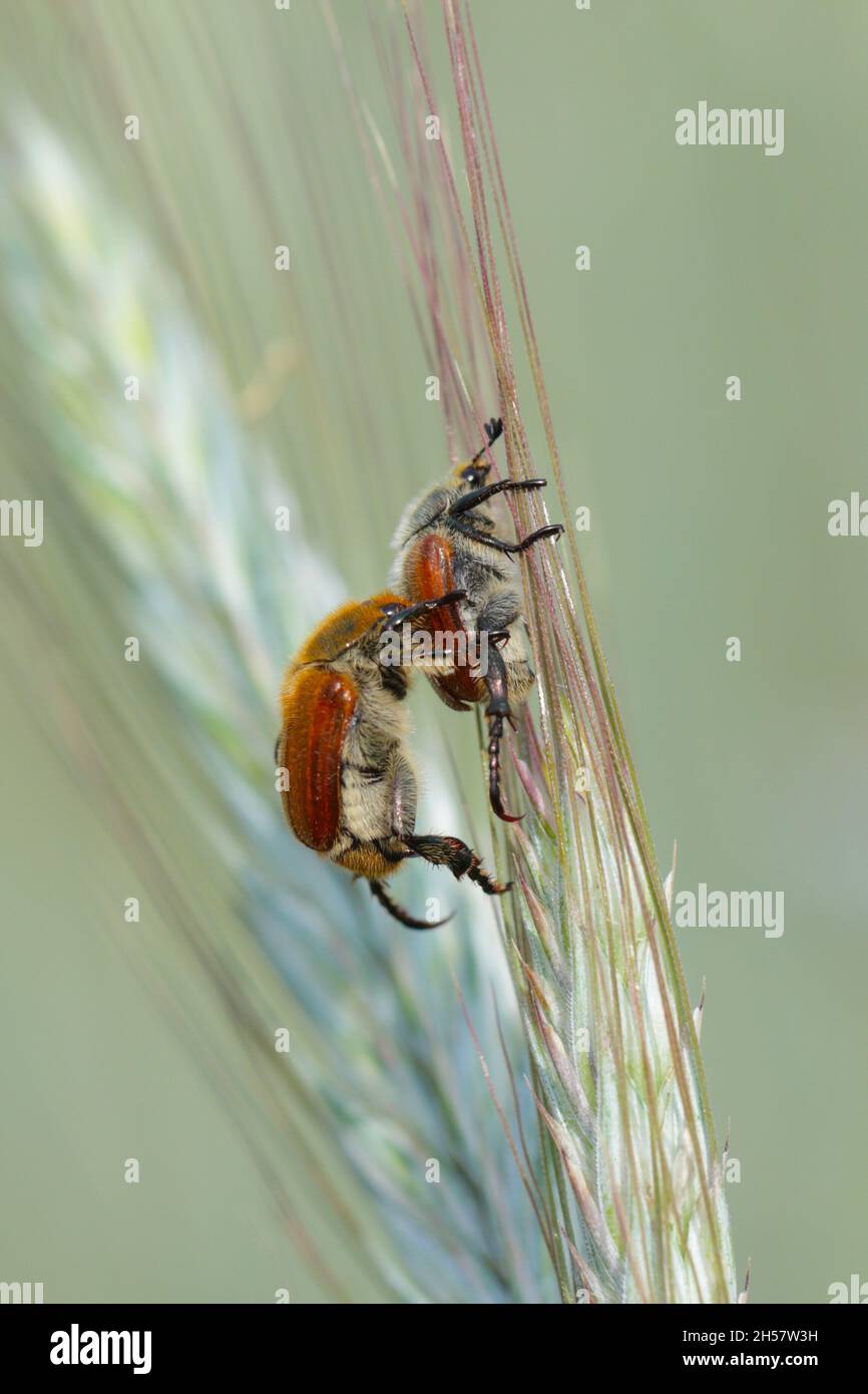 Common cereal leaf chafer - Chaetopteroplia (or Anisoplia) segetum. It is common pests of cereals. Beetles on ear of rye. Stock Photo