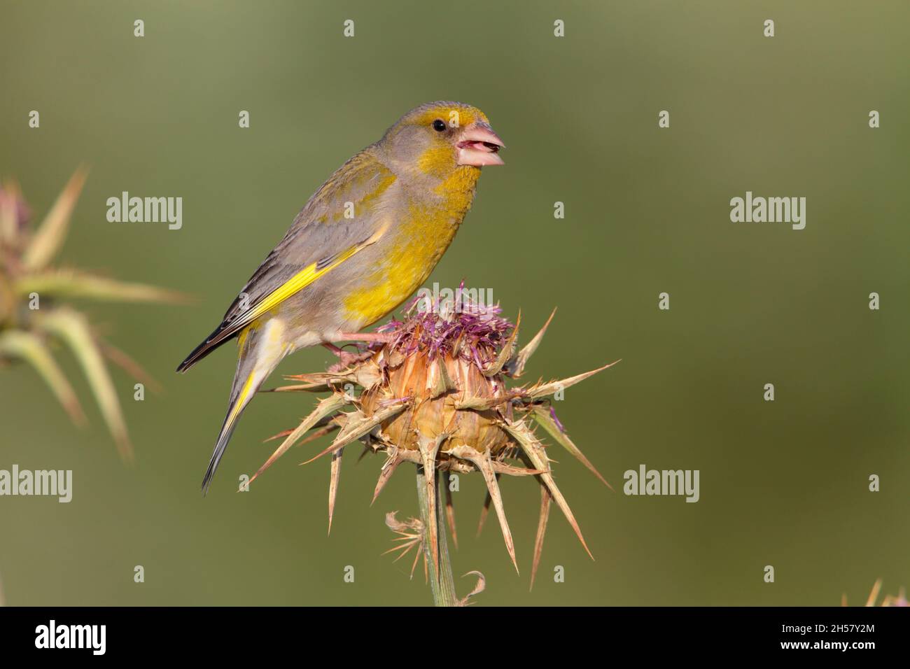 An adult male European Greenfinch (Chloris chloris) feeding on a thistle on the Greek island of Lesvos in spring Stock Photo