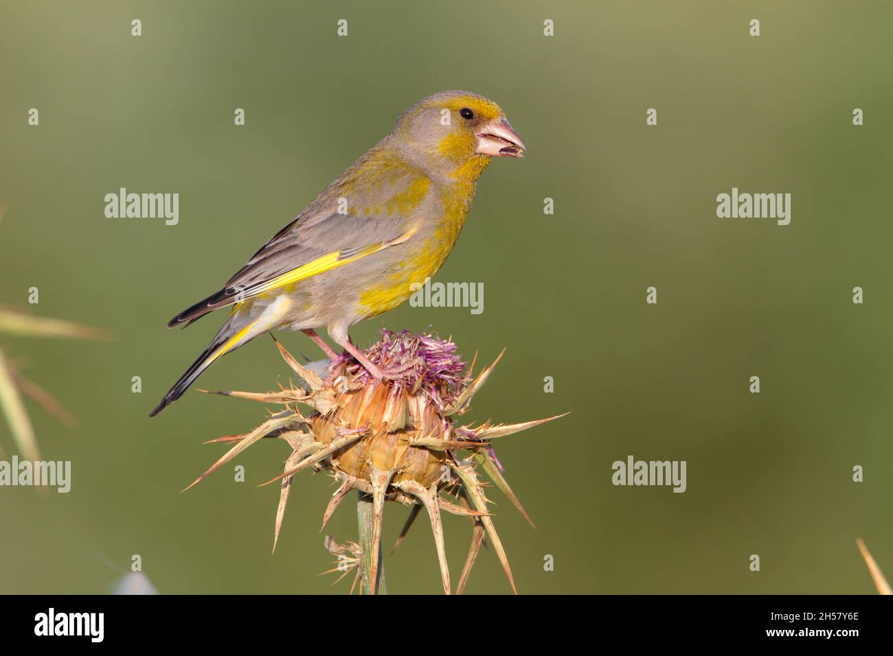 An adult male European Greenfinch (Chloris chloris) feeding on a thistle on the Greek island of Lesvos in spring Stock Photo